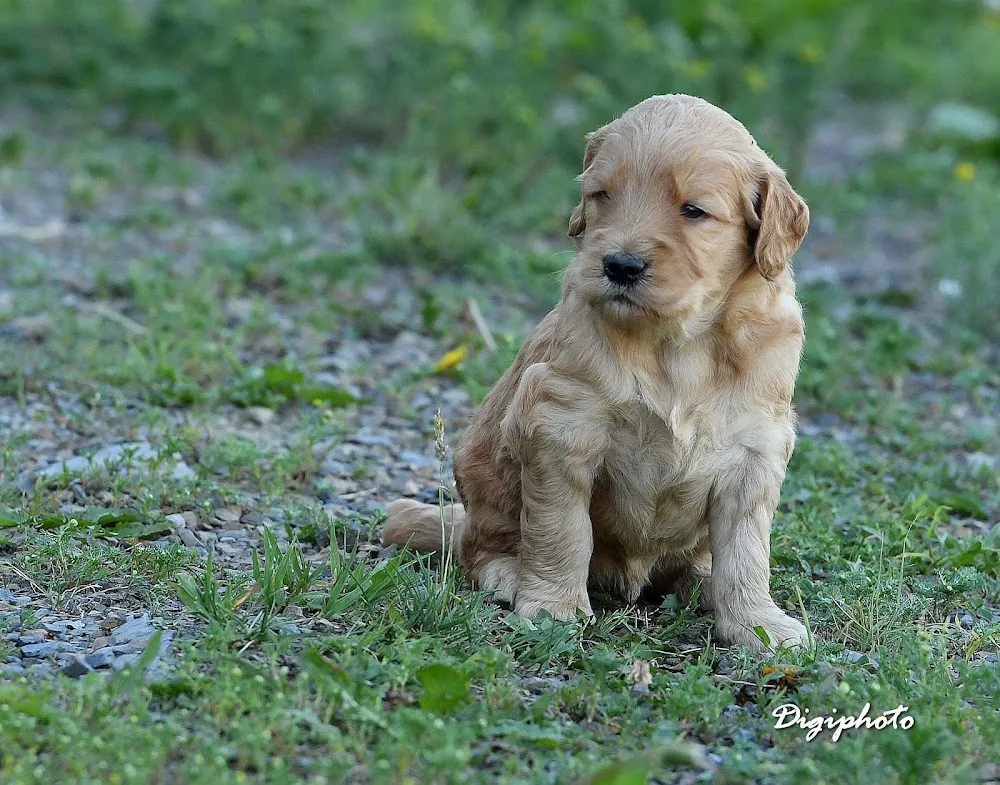 Wagging Tails Kennel - New Brunswick pet otel görseli 3