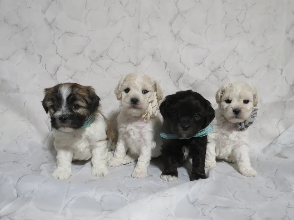 Young's Kennel - New Brunswick pet otel görseli 3