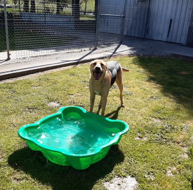 Barkers Boutique Holiday Kennels & Cattery - New South Wales pet otel görseli 3