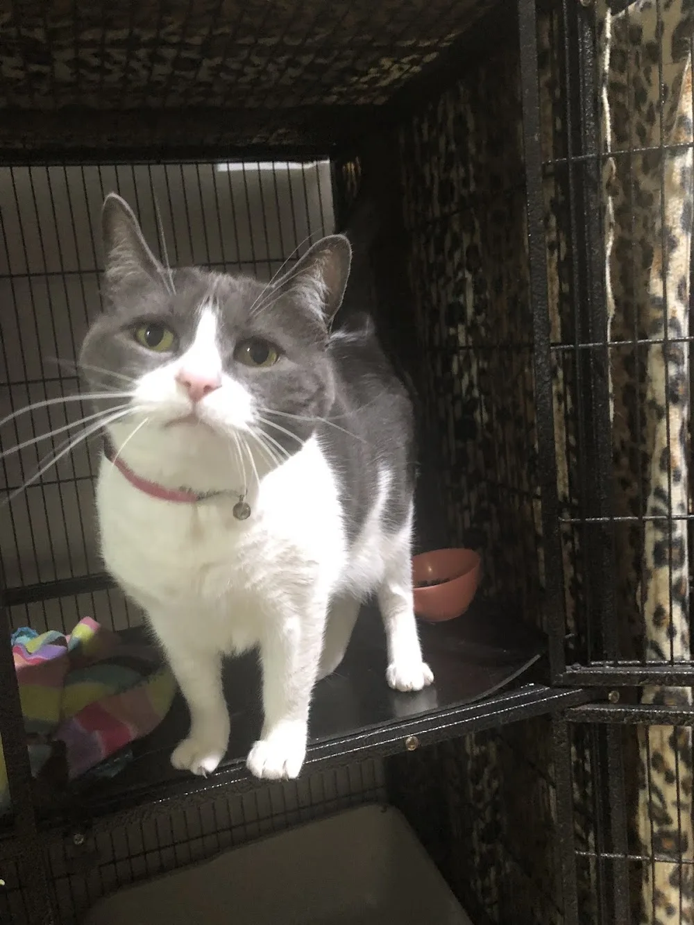 Caringbah Cat Hotel - New South Wales pet otel görseli 2