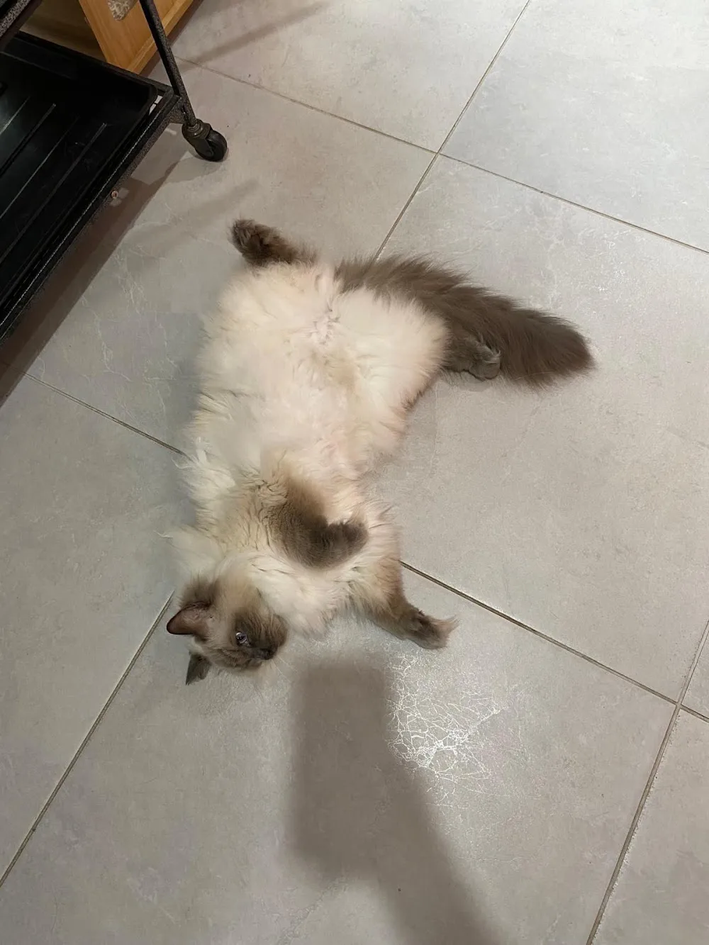 Caringbah Cat Hotel - New South Wales pet otel görseli 3
