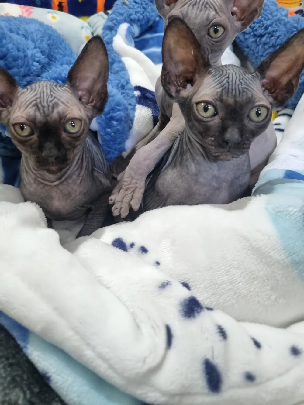 Cosmickatz sphynx cattery NSW - New South Wales pet otel görseli 2
