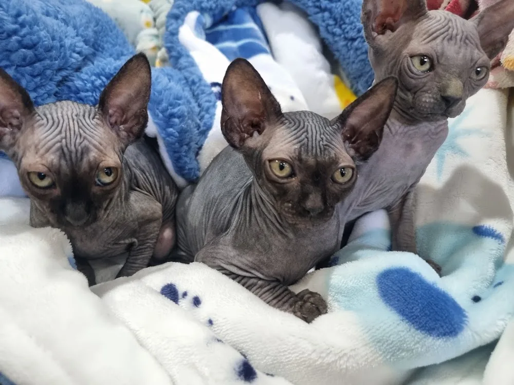 Cosmickatz sphynx cattery NSW - New South Wales pet otel görseli 3