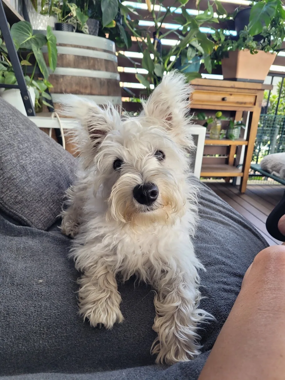 DOGGY RETREAT - New South Wales pet otel