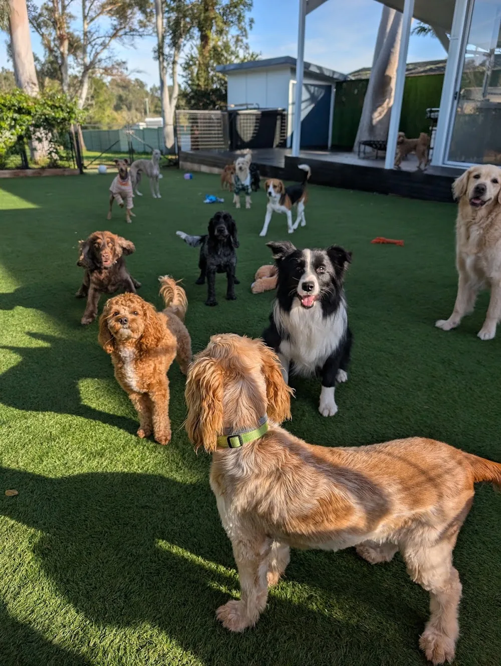 DOGGY RETREAT - New South Wales pet otel görseli 3