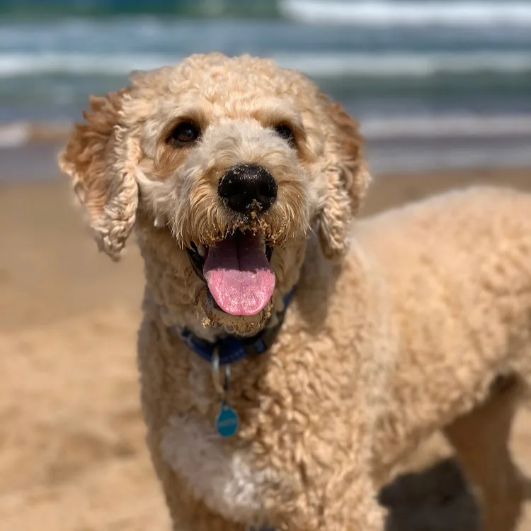 DOGGY RETREAT - New South Wales pet otel görseli 4
