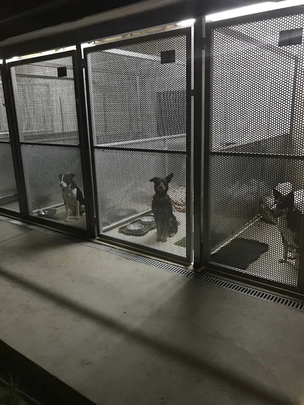 Dunkeld Park Pet Hotel - New South Wales pet otel görseli 3