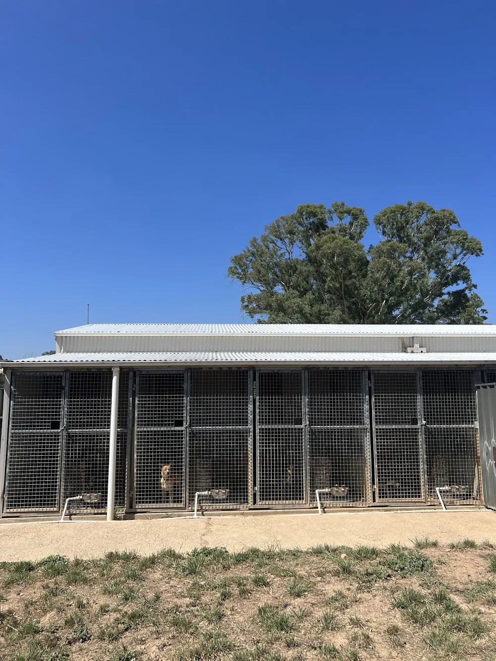 Hilltop Pups Dog Boarding - New South Wales pet otel görseli 3