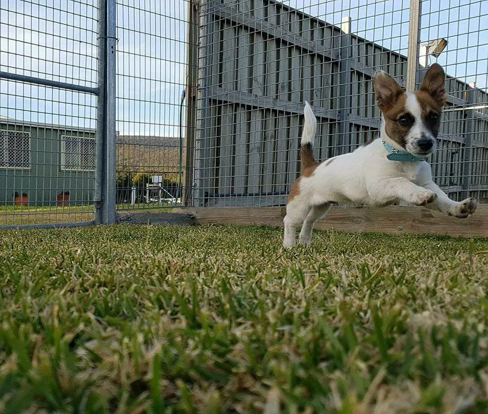 Hunter Pet Motel - New South Wales pet otel görseli 2