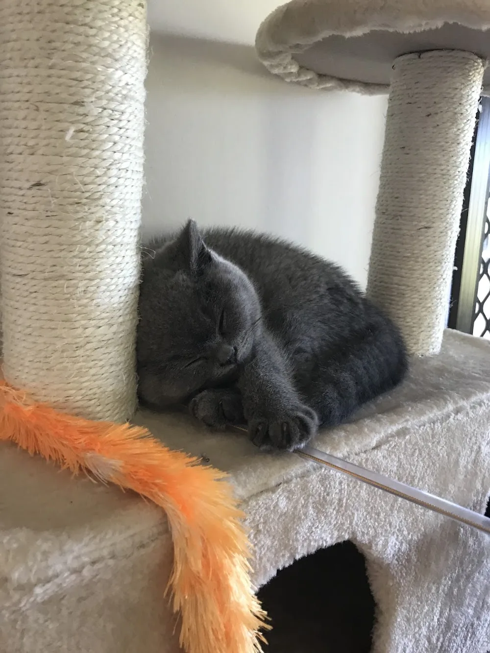 Hunter Valley Cat Boarding / Paterson Cat Boarding - New South Wales pet otel görseli 2