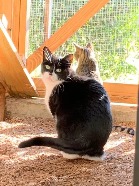 Juzt Catz - New South Wales pet otel görseli 2