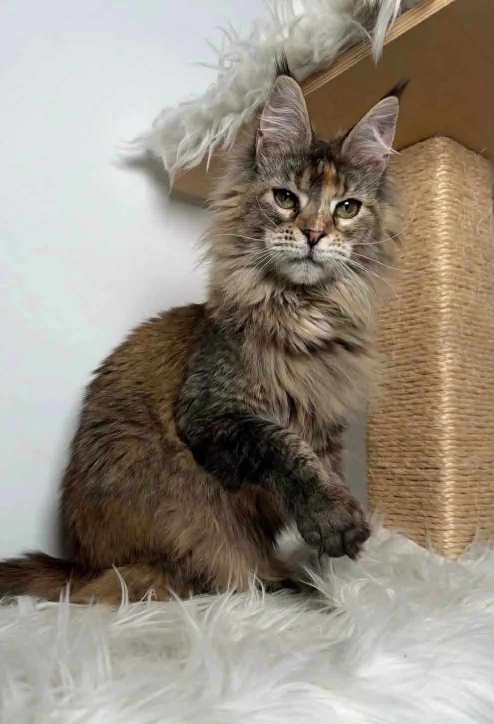 Maine Coon Cattery - New South Wales pet otel görseli 2