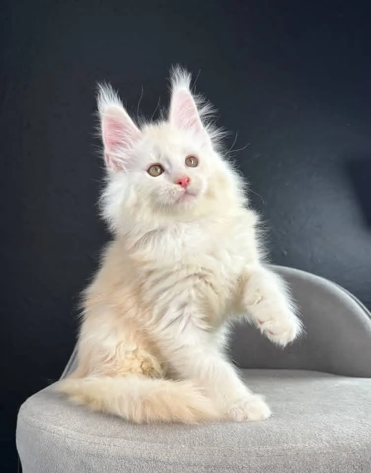 Maine Coon Cattery - New South Wales pet otel görseli 3