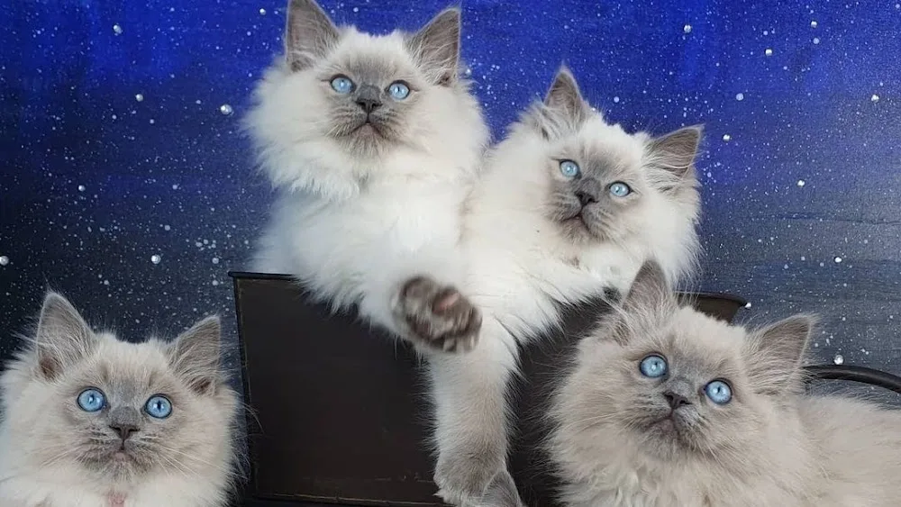 Mountain Hollow Ragdolls - New South Wales pet otel görseli 2