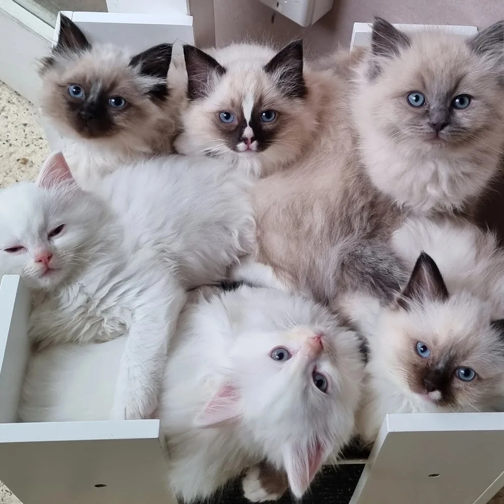 Mountain Hollow Ragdolls - New South Wales pet otel görseli 3