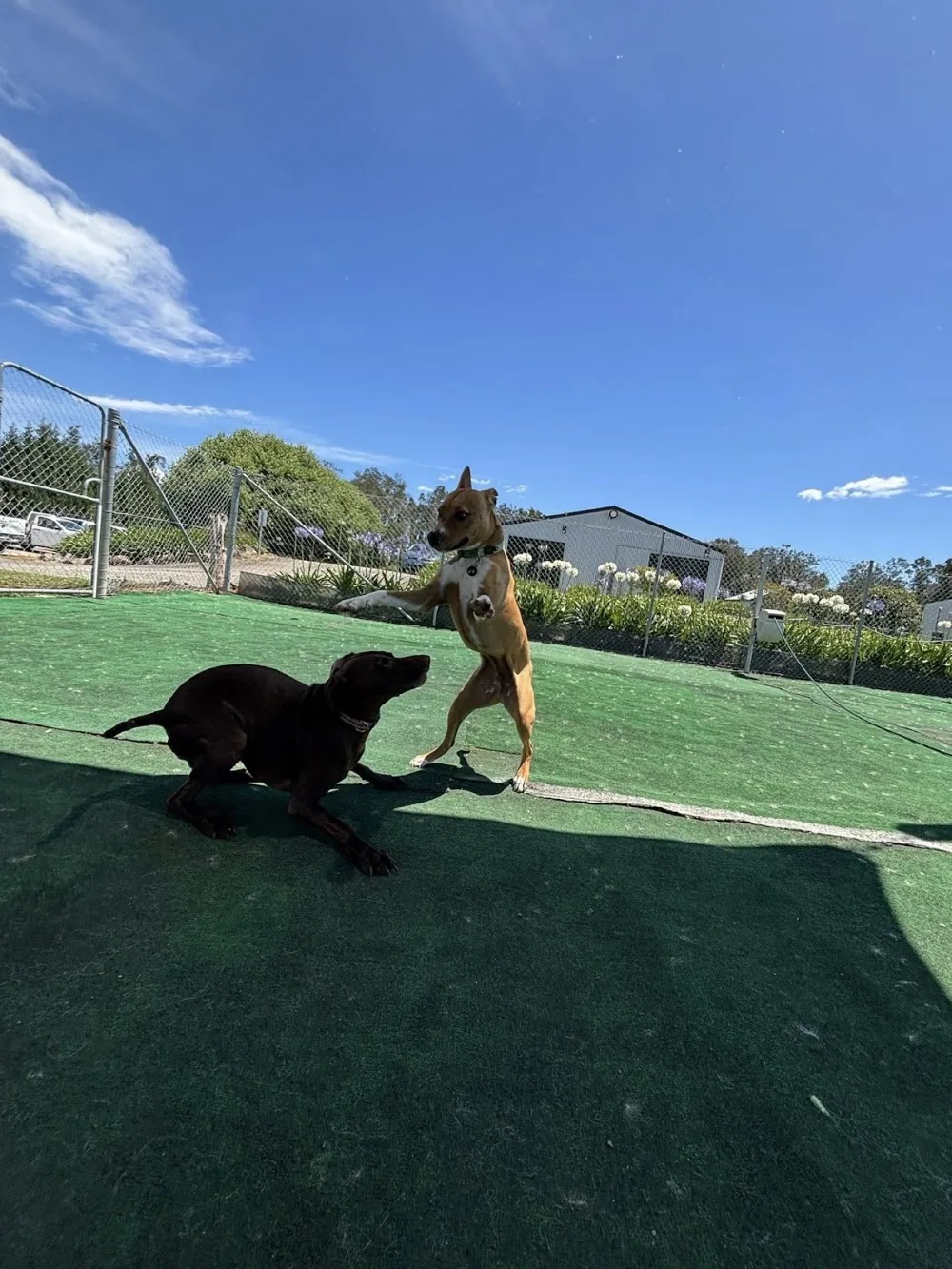 Newcastle Pet Resort - New South Wales pet otel görseli 3