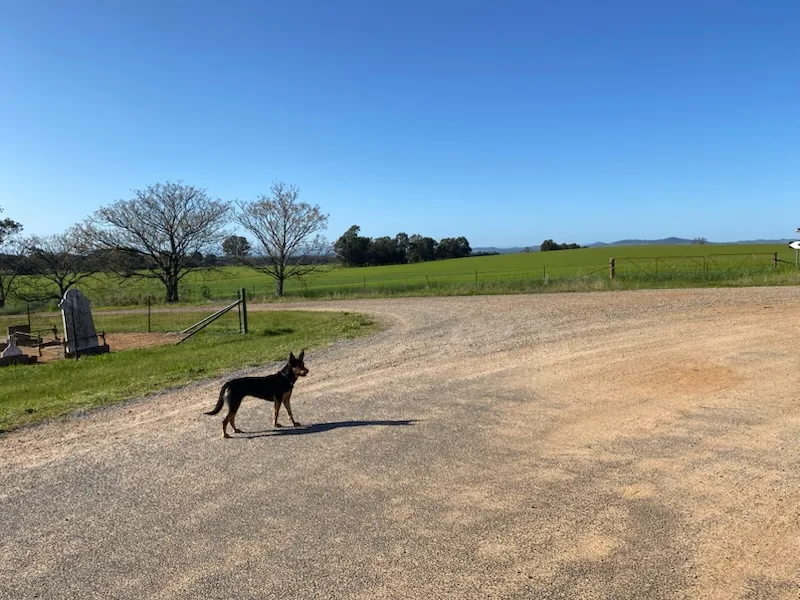 One on one Dog Boarding - New South Wales pet otel görseli 3