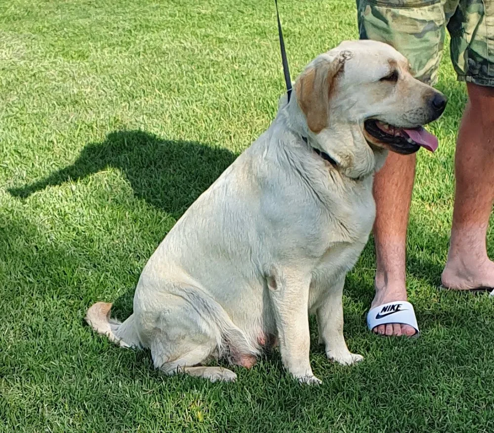 Paskarla Dog Breeding and Boarding - New South Wales pet otel görseli 2