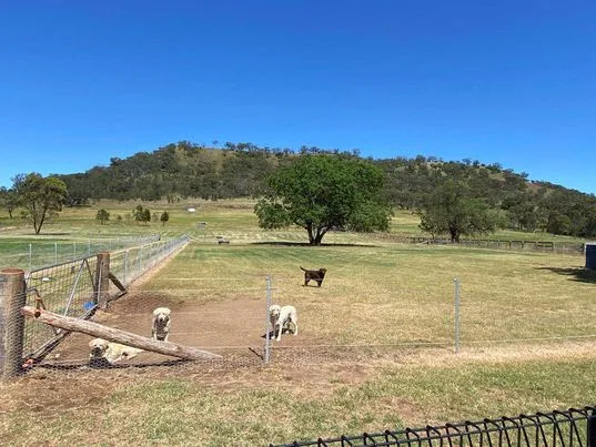Paskarla Dog Breeding and Boarding - New South Wales pet otel görseli 3