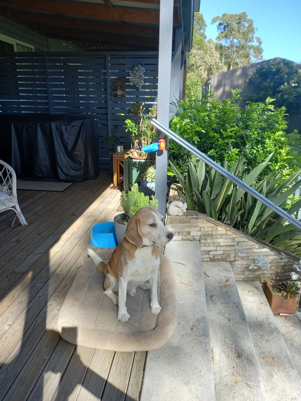 Paws Inn at Botany Bay - New South Wales pet otel görseli 3