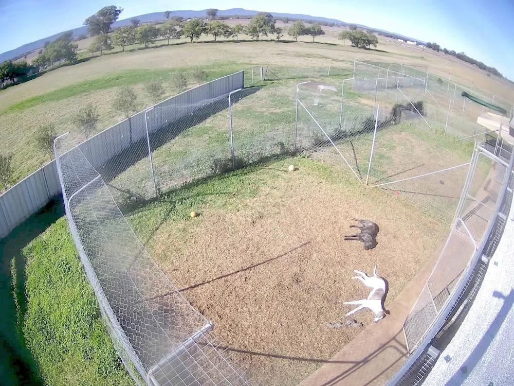 Peak Hill Boarding Kennels - New South Wales pet otel görseli 3