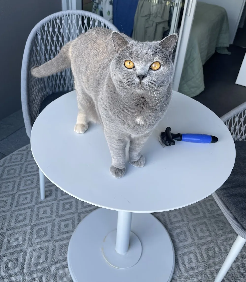 Precious British Purrs - New South Wales pet otel görseli 3