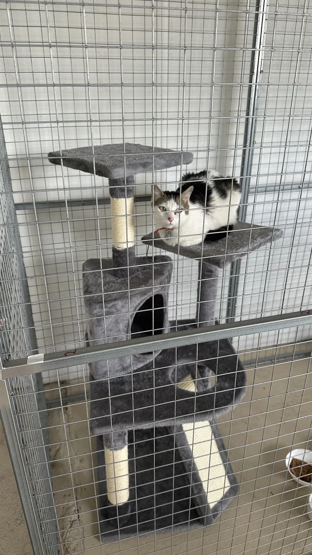 Purrfect Acres Cattery - New South Wales pet otel