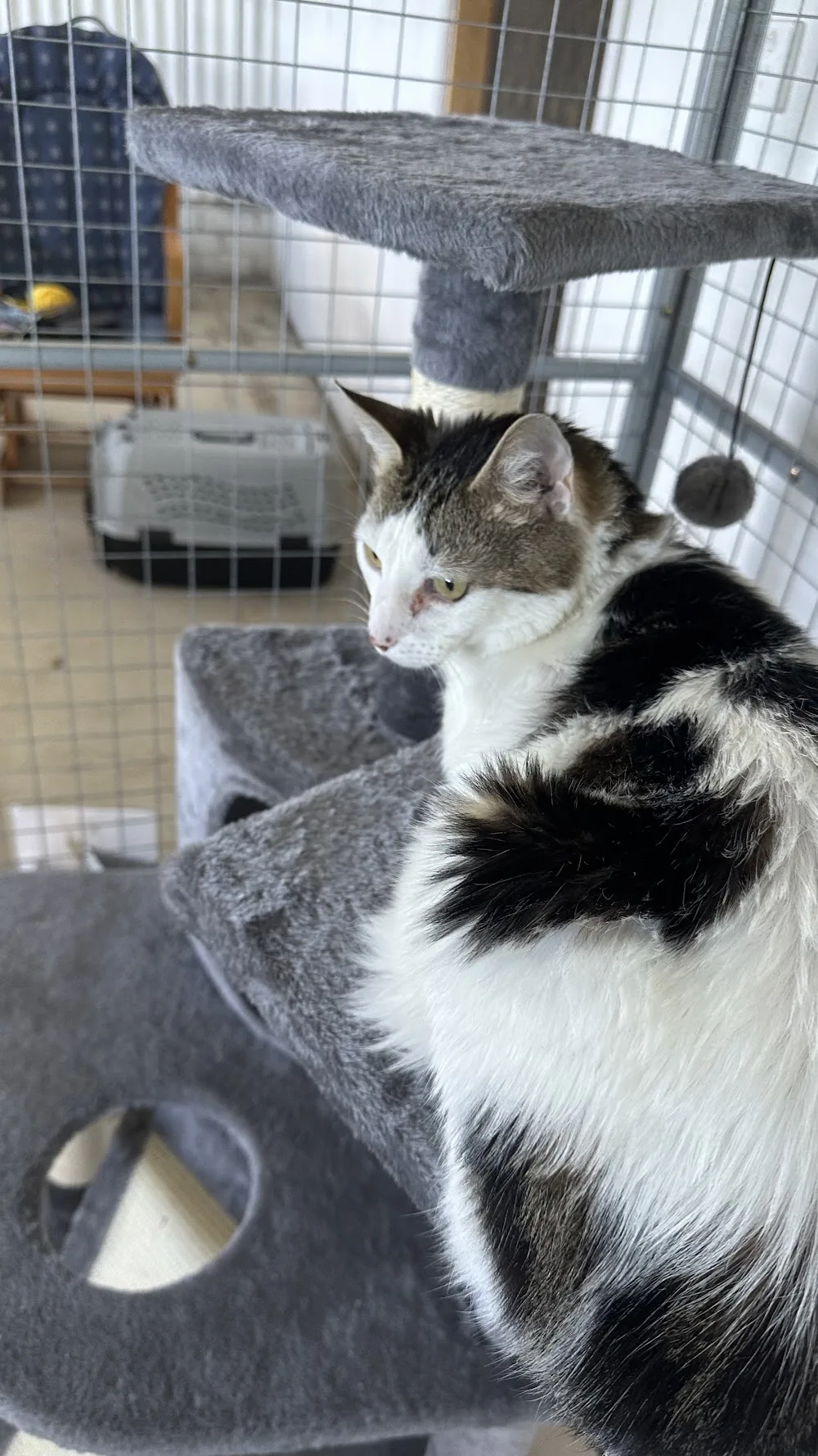 Purrfect Acres Cattery - New South Wales pet otel görseli 3
