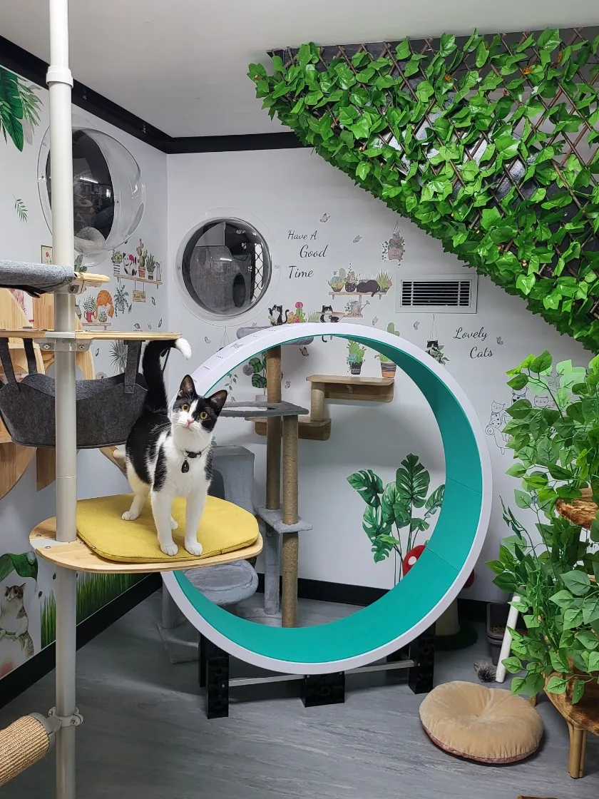 Purrfection Cat Retreat - New South Wales pet otel görseli 2