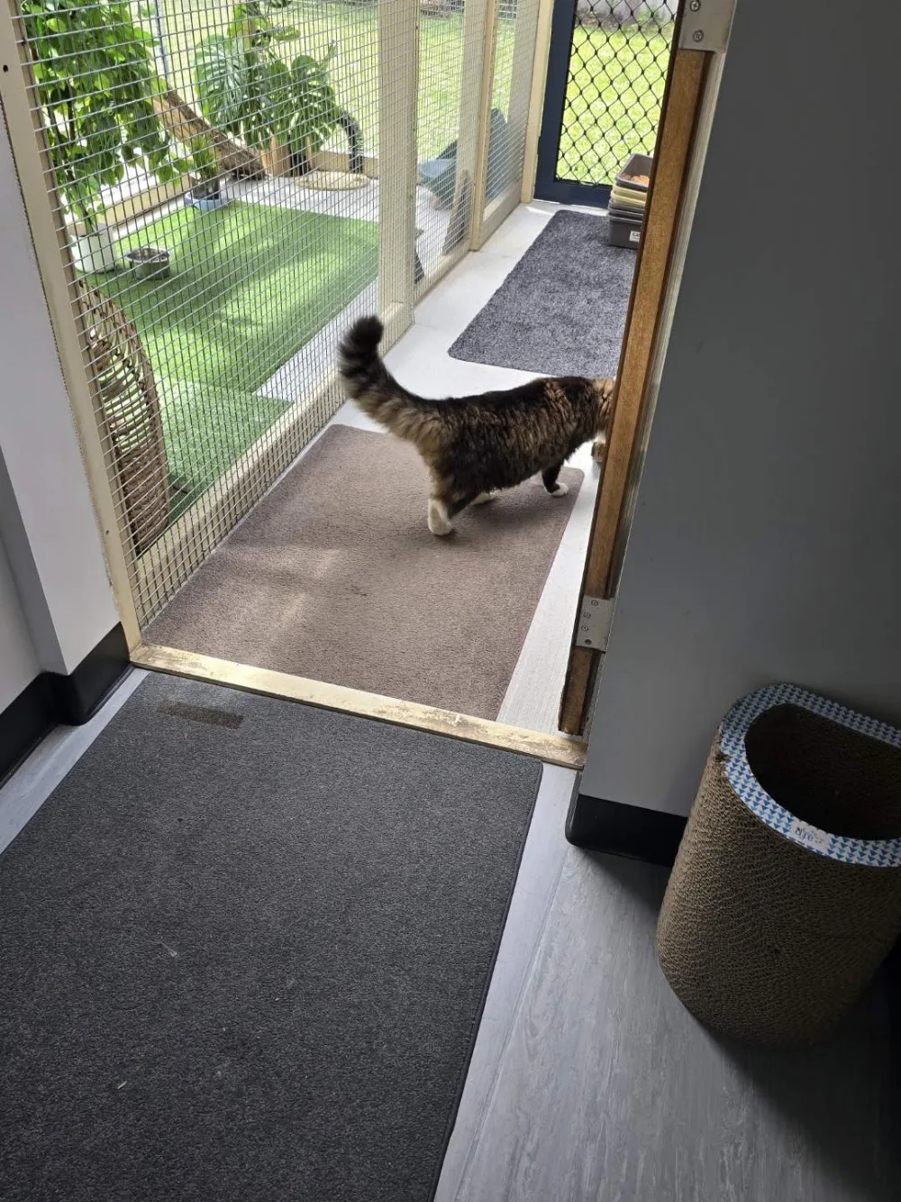 Purrfection Cat Retreat - New South Wales pet otel görseli 3