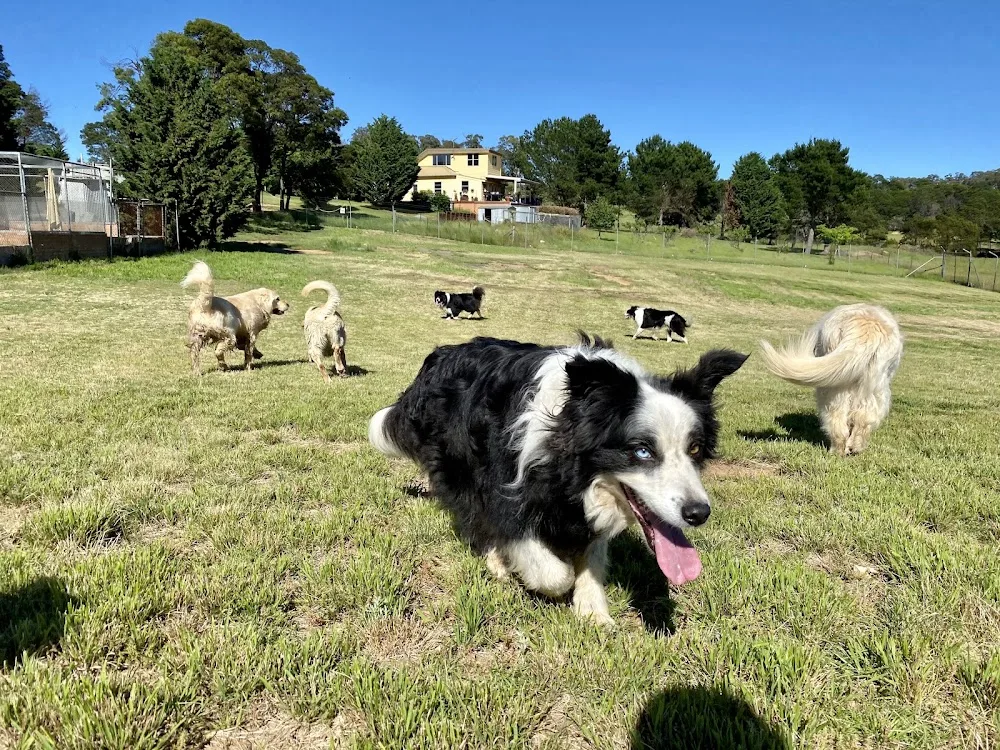 Rovers Retreat Premium Boarding Kennels - New South Wales pet otel görseli 2