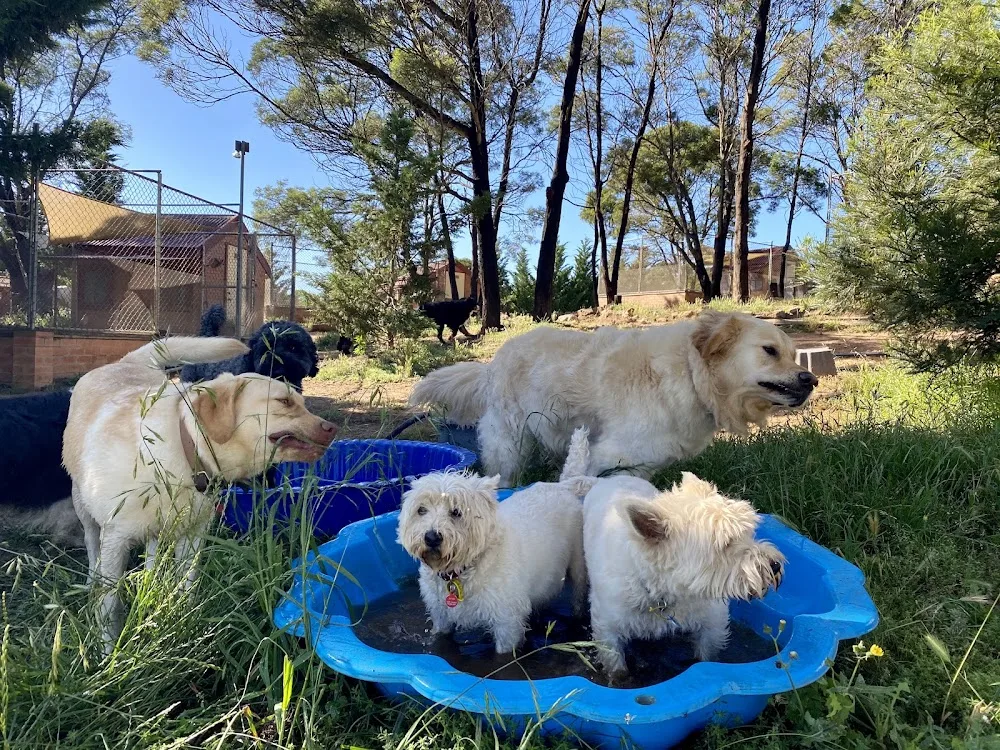 Rovers Retreat Premium Boarding Kennels - New South Wales pet otel görseli 3