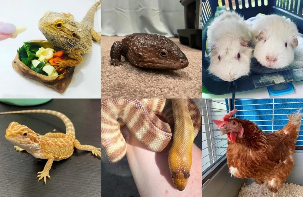 The Exotic Animal Inn - New South Wales pet otel