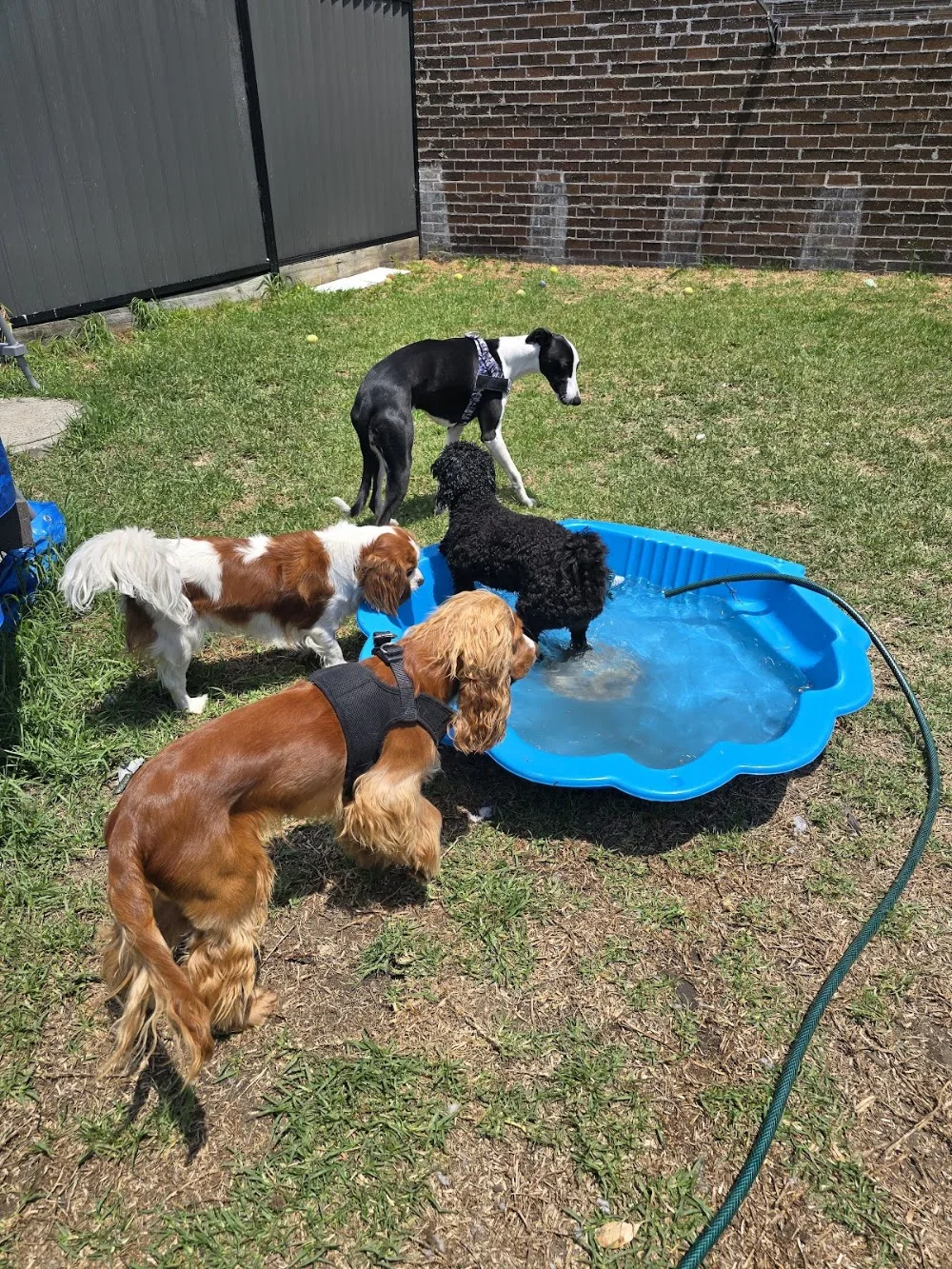 The Woofy Inn - By Desi Dog Sitter - New South Wales pet otel görseli 2