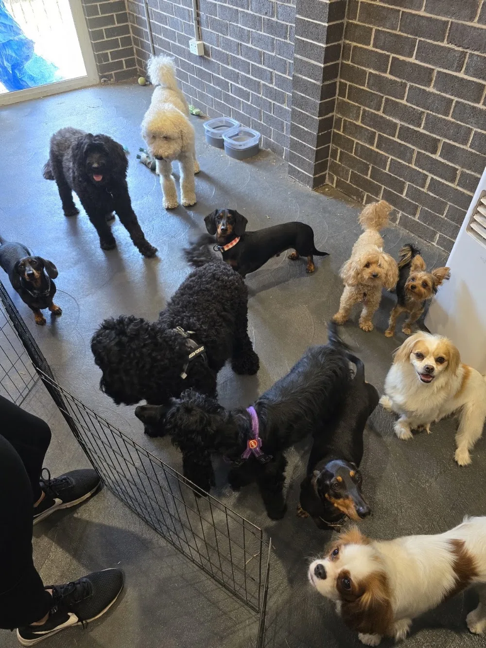The Woofy Inn - By Desi Dog Sitter - New South Wales pet otel görseli 3