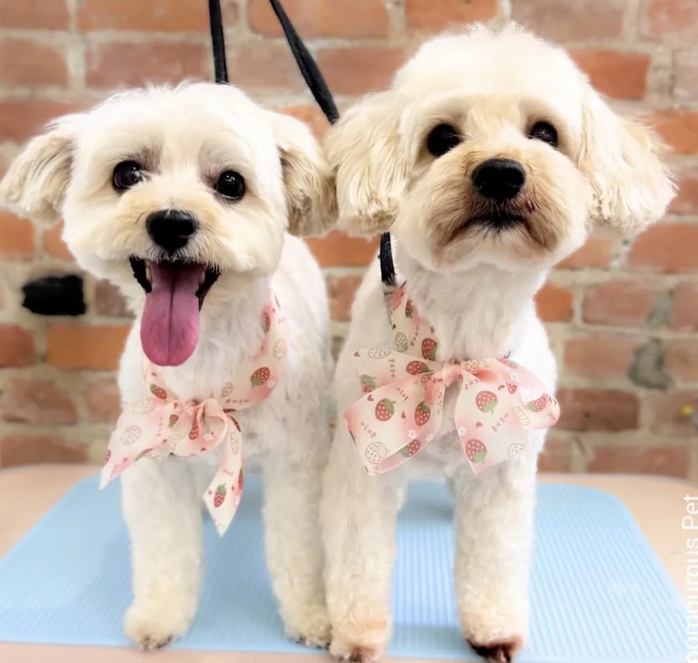 BE Pawtique Grooming & Daycare - New Westminster pet otel görseli 6