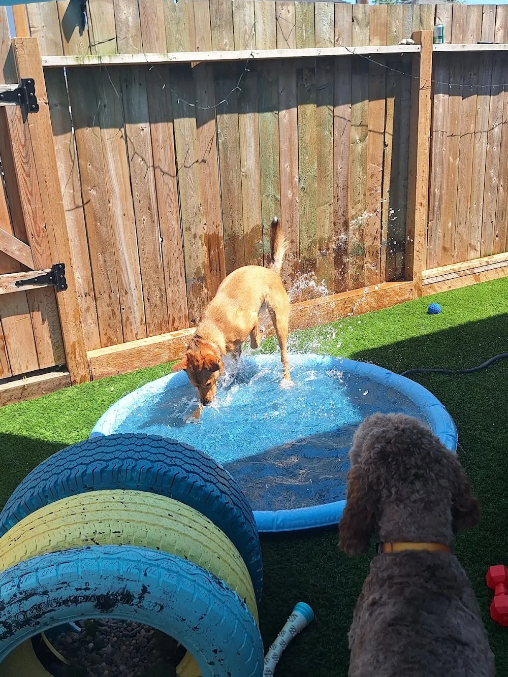 Canine Lane Dog Daycare - New Westminster pet otel görseli 3