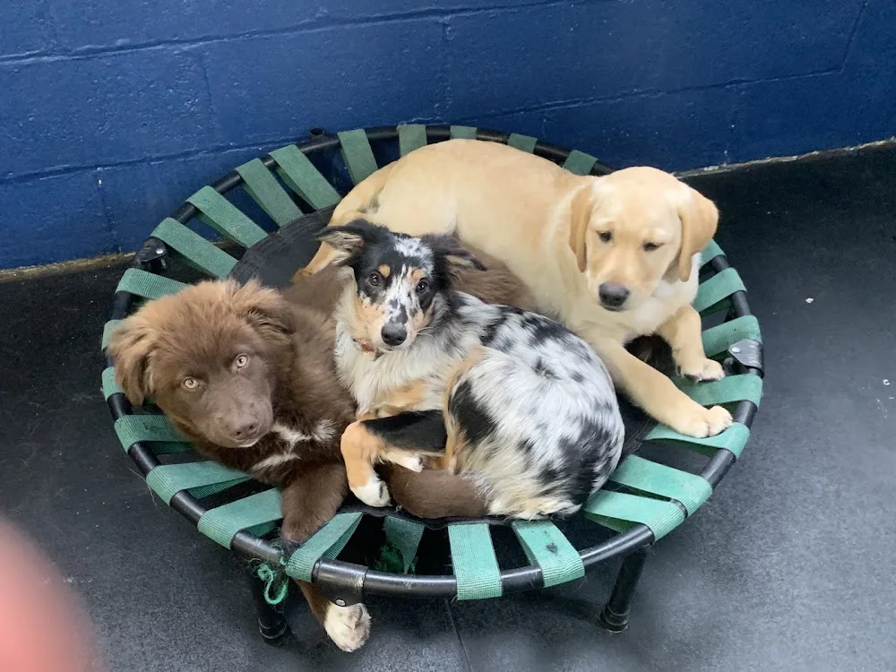 Furry Friends Daycare and Boarding inc - New Westminster pet otel