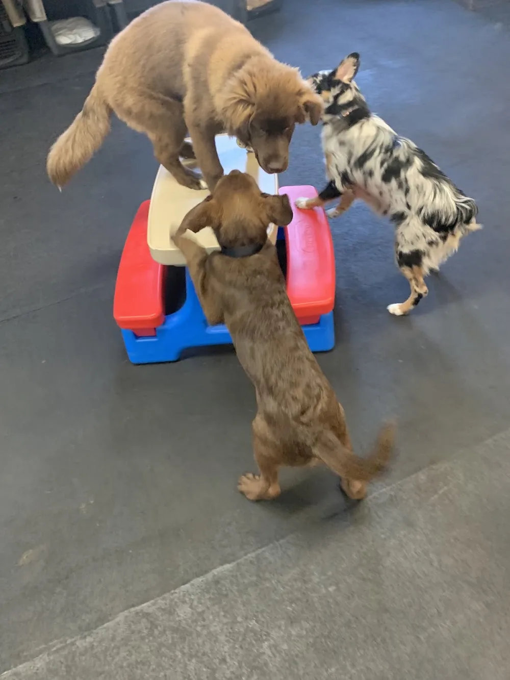 Furry Friends Daycare and Boarding inc - New Westminster pet otel görseli 3
