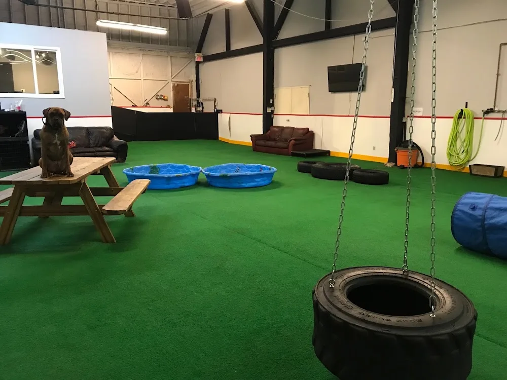 Gus' Indoor Dog Park and Daycare - New Westminster pet otel görseli 3