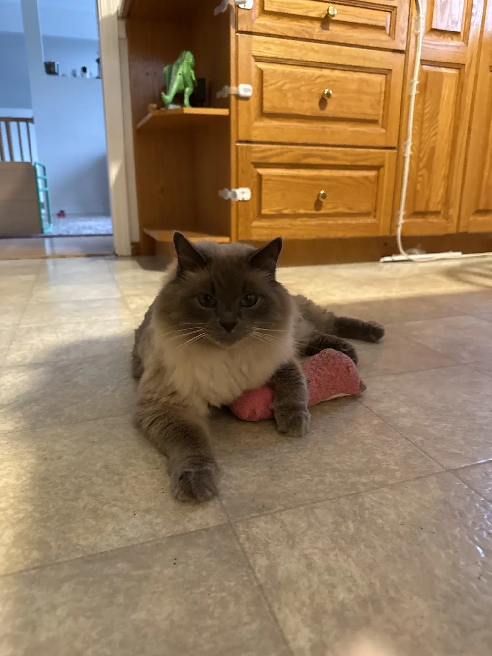 Kitty Kompany Pet Sitting Services - New Westminster pet otel
