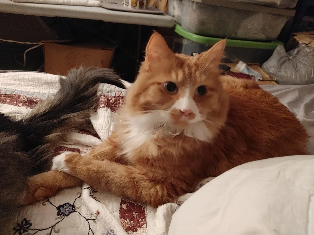 Kitty Kompany Pet Sitting Services - New Westminster pet otel görseli 3