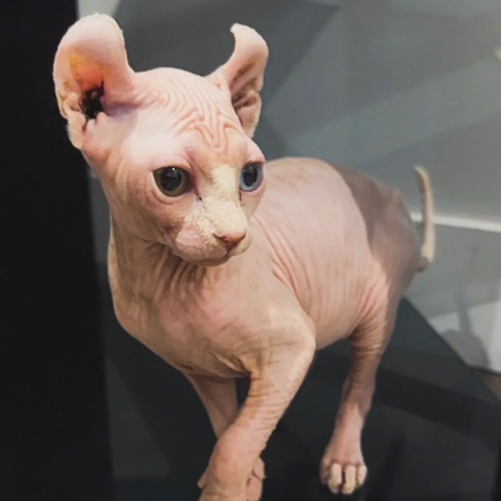 Mini Leg Munchkin Cattery - New Westminster pet otel