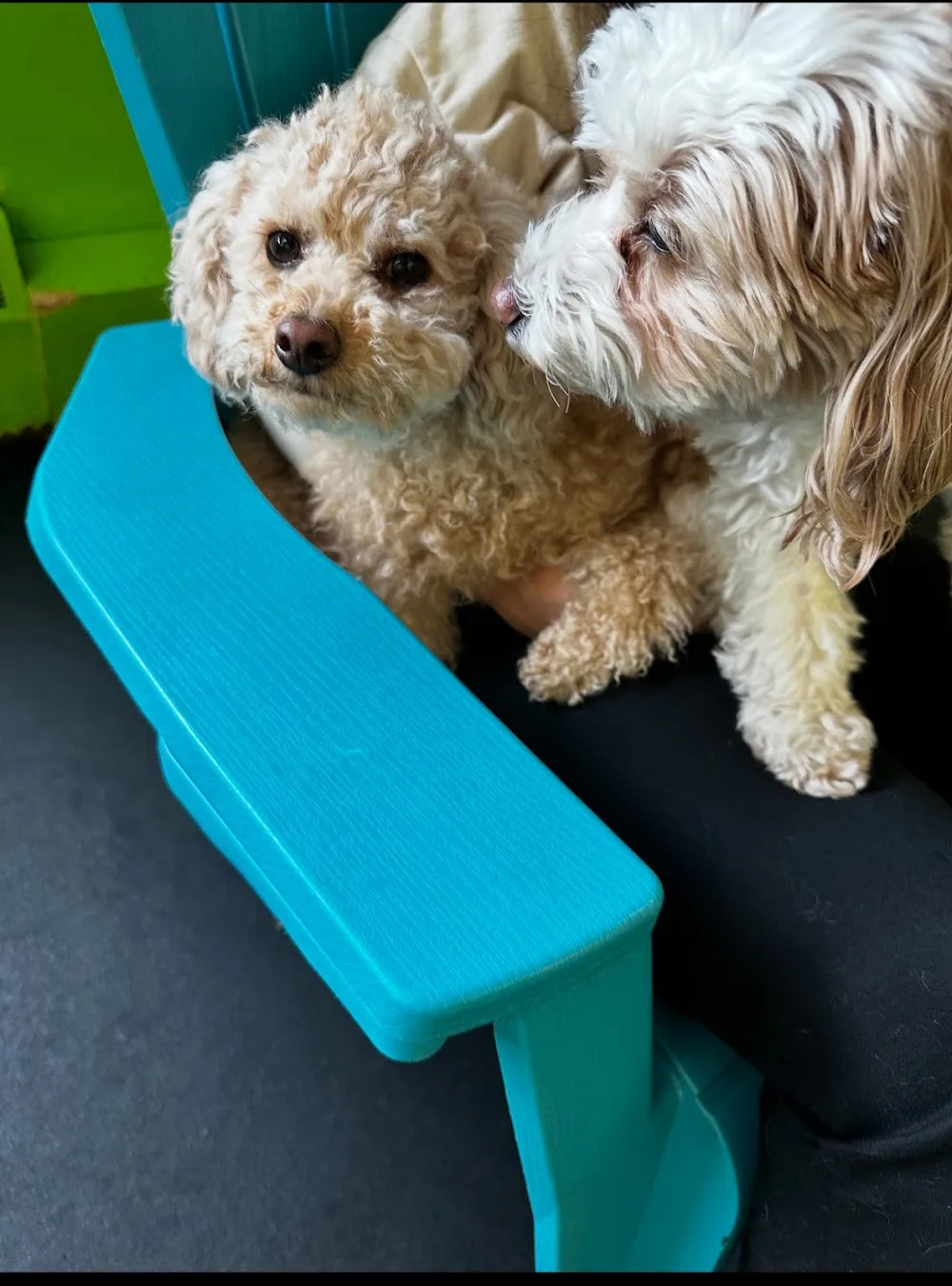 Wag 'n' Woof Doggy Daycare - New Westminster pet otel görseli 3