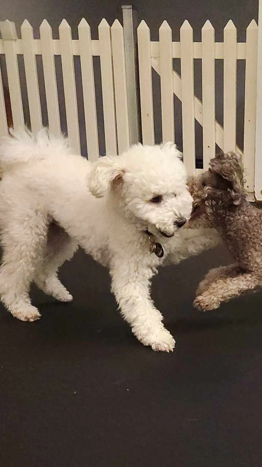 Wag 'n' Woof Doggy Daycare - New Westminster pet otel görseli 6