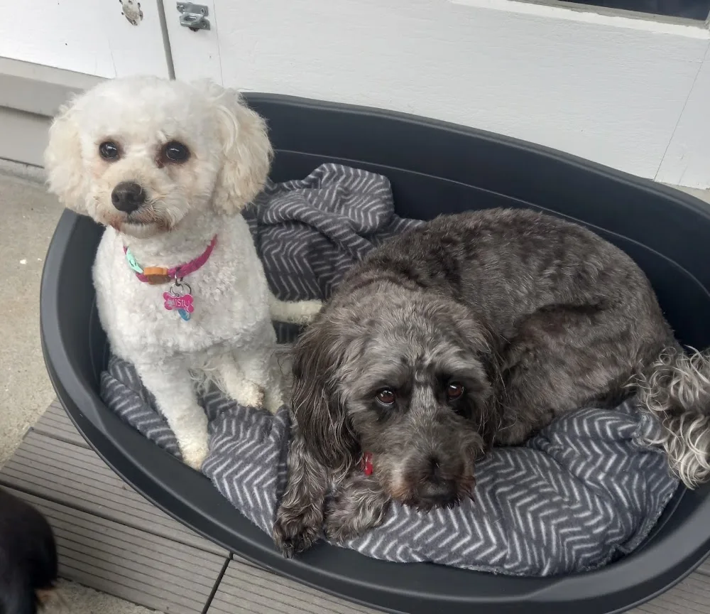Canine Clubhouse - New Zealand pet otel görseli 3