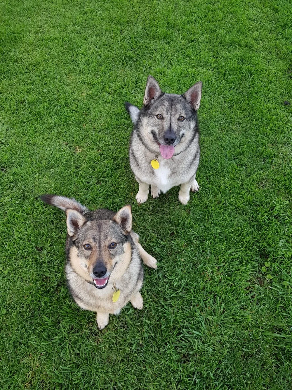 Smart Road Canine Retreat, New Plymouth, New Zealand - New Zealand pet otel