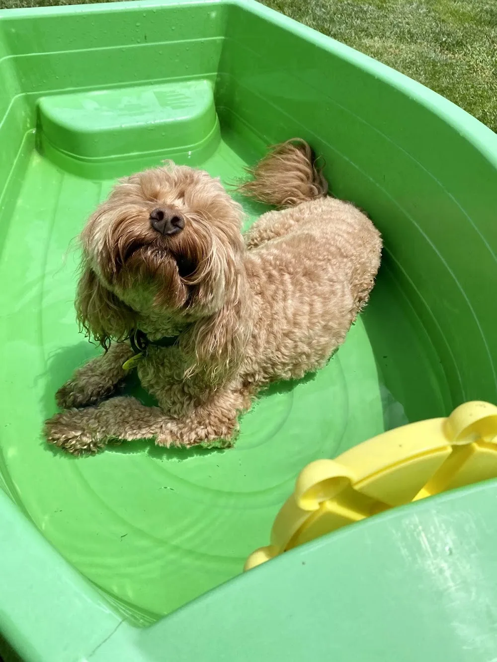 Woof Woof Ranch - New Zealand pet otel görseli 3