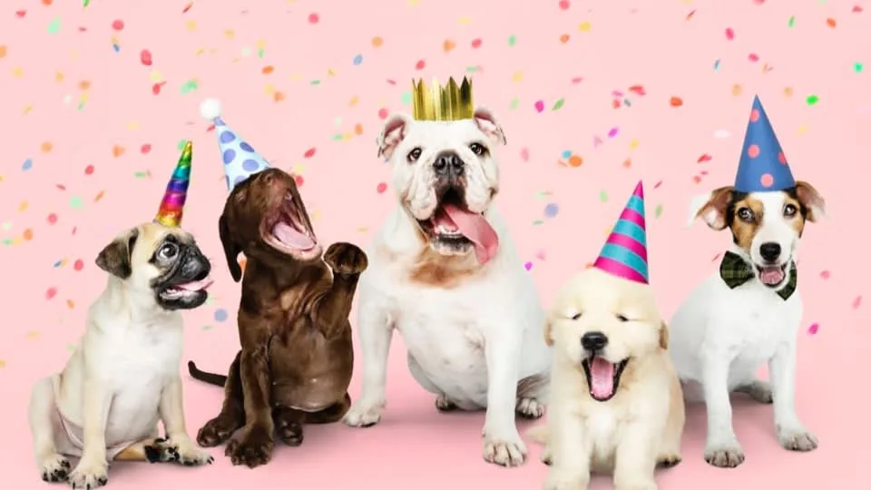 Gosforth Dog Boarding Ltd - Newcastle upon Tyne pet otel