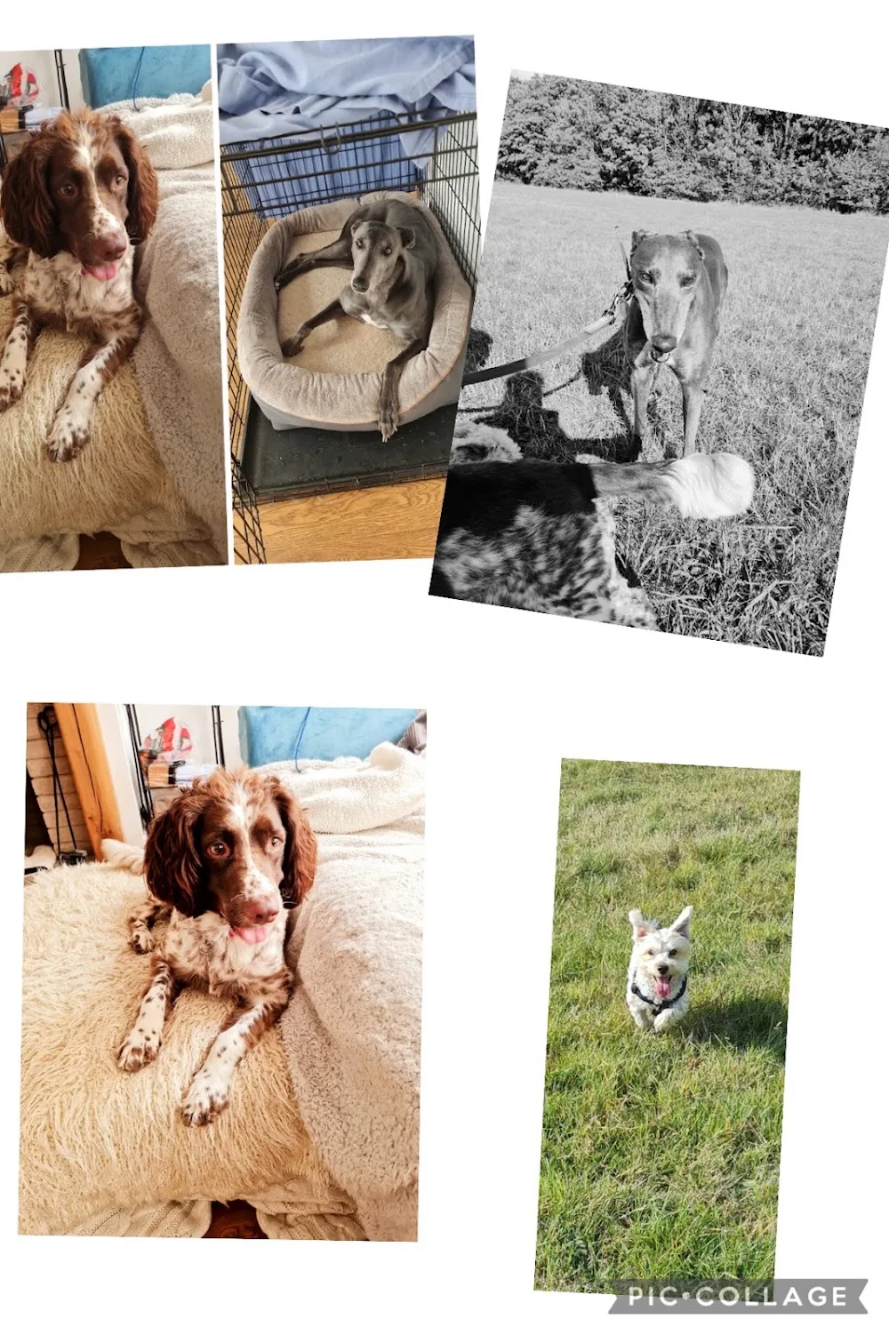 Gosforth Dog Boarding Ltd - Newcastle upon Tyne pet otel görseli 3